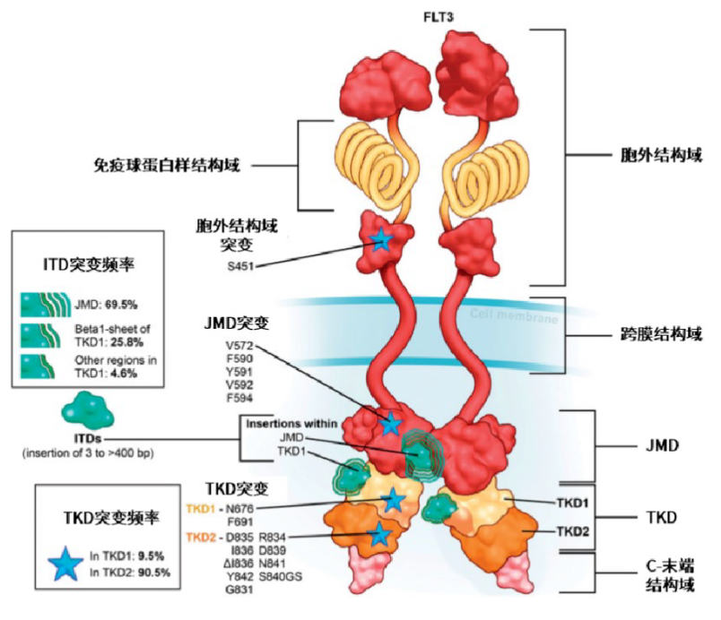 多囊肾最新治疗方法，希望之光照亮患者前行之路